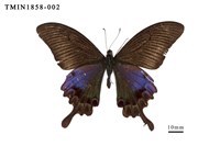 藏品(雙環翠鳳蝶)的圖片